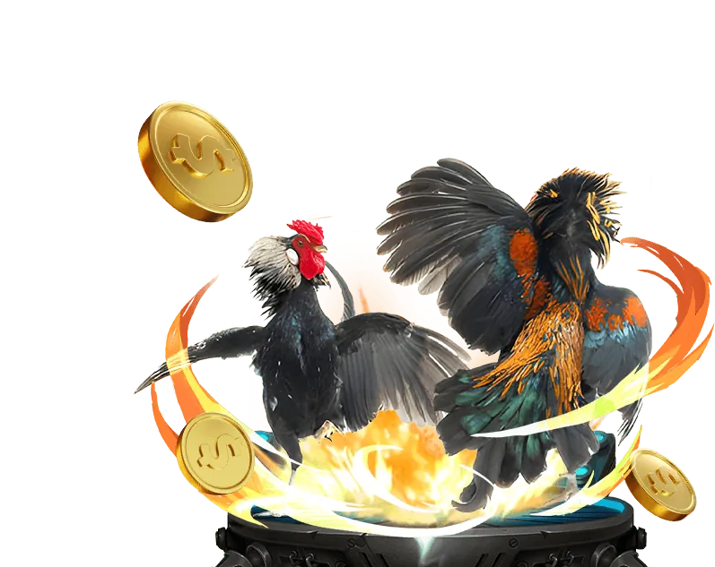 Khung cảnh trận đấu đá gà trực tiếp tại Campuchia