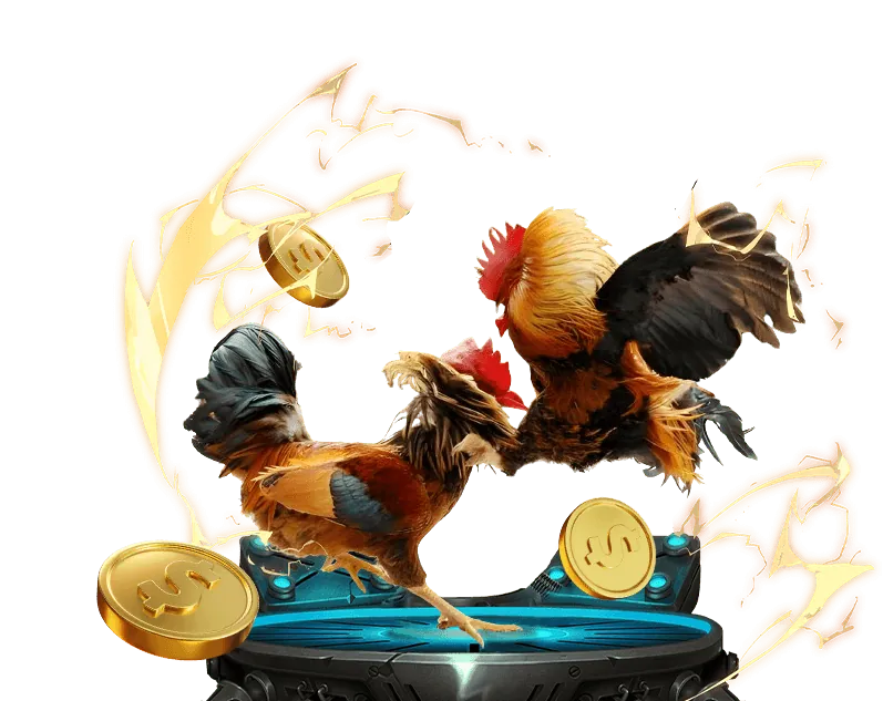 Hướng dẫn đặt cược đá gà trực tiếp đơn giản